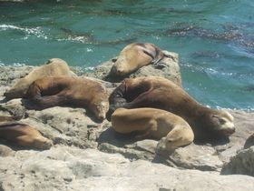 Otaries à Santa Cruz